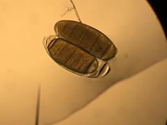 Drosophila melanogaster