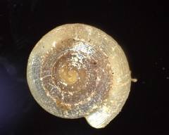 Helicodiscus