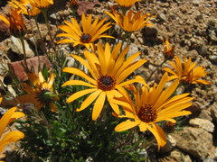 Dimorphotheca tragus