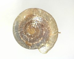 Helicodiscus