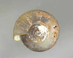 Helicodiscus