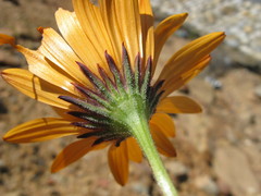 Dimorphotheca tragus