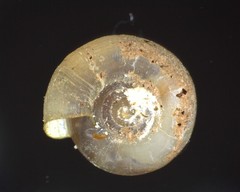 Helicodiscus