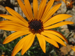 Dimorphotheca tragus