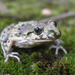 Common Parsley Frog - Photo (c) Auréles Miralien, some rights reserved (CC BY-NC-ND), uploaded by Auréles Miralien