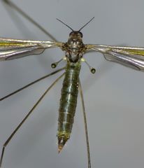 Limonia fasciata