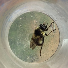 Criorhina