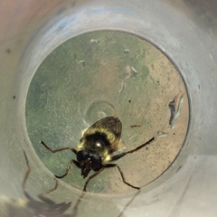 Criorhina
