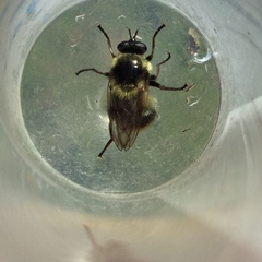 Criorhina