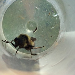 Criorhina