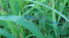 Paracercion v-nigrum