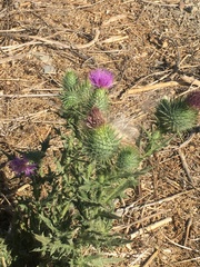 Cirsium vulgare