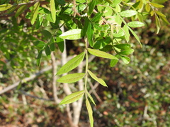 Rhus copallina image