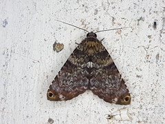 Coenipeta bibitrix