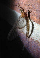 Ephemeridae