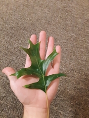 Quercus palustris