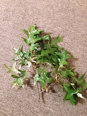 Quercus palustris