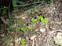 Corybas trilobus