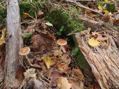 Leratiomyces squamosus
