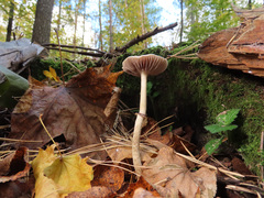 Leratiomyces squamosus