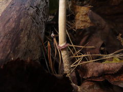 Leratiomyces squamosus