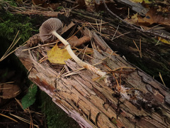 Leratiomyces squamosus