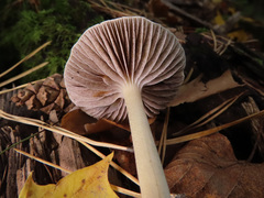 Leratiomyces squamosus