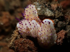 Mexichromis multituberculata