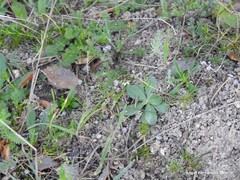 Ornithopus compressus