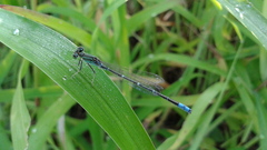 Paracercion v-nigrum