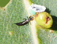 Idolothrips spectrum