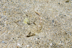 Favonigobius exquisitus