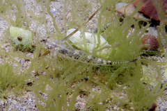 Favonigobius exquisitus