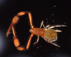 Tartarocreagris infernalis