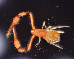 Tartarocreagris infernalis