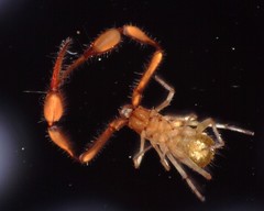 Tartarocreagris infernalis