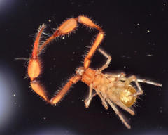 Tartarocreagris infernalis