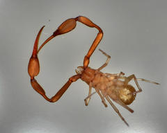 Tartarocreagris infernalis