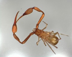 Tartarocreagris infernalis