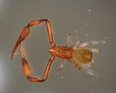 Tartarocreagris infernalis