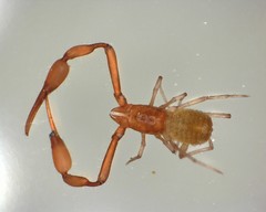 Tartarocreagris infernalis