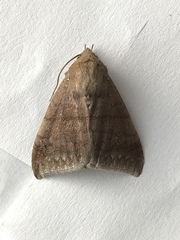 Ophisma