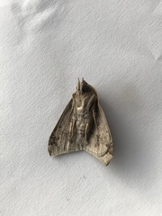 Ophisma