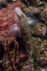 Favonigobius exquisitus