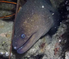 Gymnothorax mordax