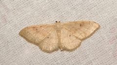 Idaea rubraria