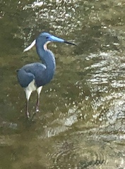 Egretta tricolor image