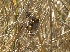 Polistes gallicus