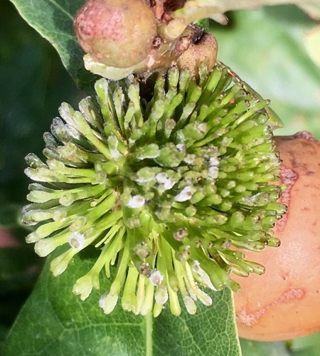 Hedgehog Gall Wasp