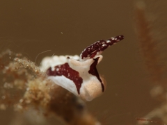 Goniodorididae